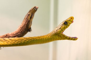 Green Mamba snake clipart