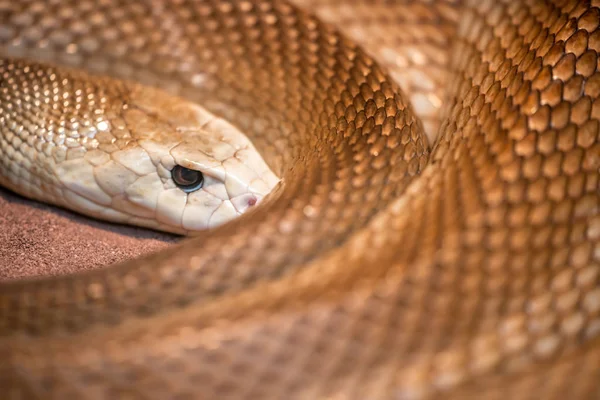 Cobra de taipan — Fotografia de Stock