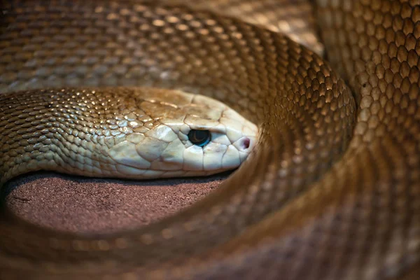 Serpent taipan — Photo