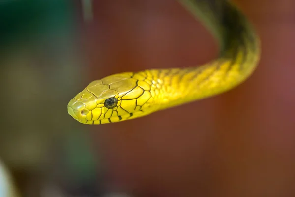 Zelená mamba had — Stock fotografie