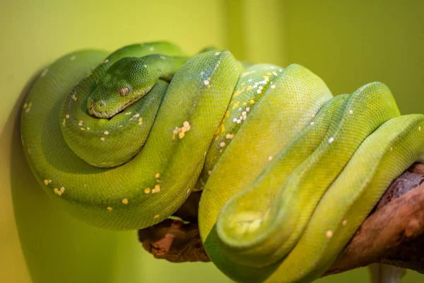 Grön trädpyton — Stockfoto