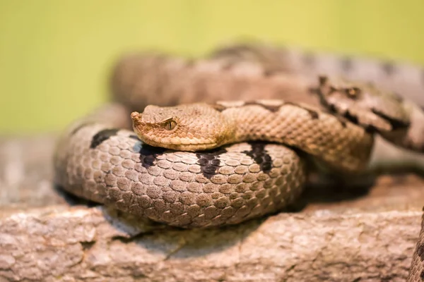 Transzkaukázusi hosszú orrú vipera — Stock Fotó