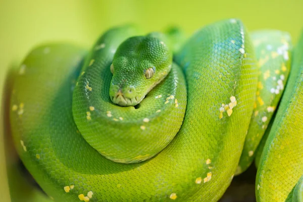 Grön trädpyton — Stockfoto