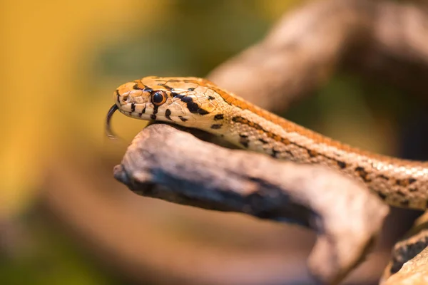 ヒョウのヘビ — ストック写真