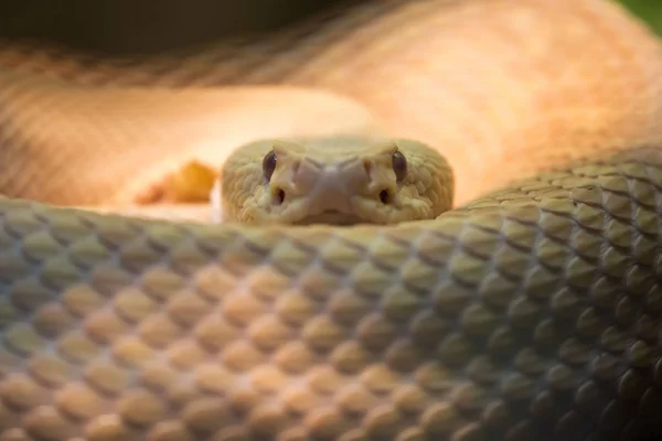 Serpent à sonnette Diamondback — Photo