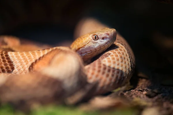 Tête de cuivre dans un terrarium — Photo