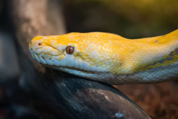 Reticulated python in een terrarium — Stockfoto