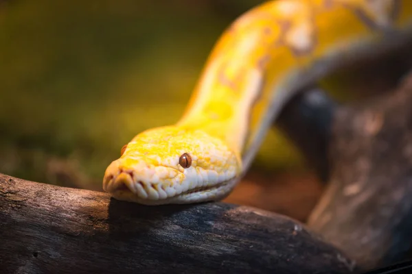 Reticulated python in een terrarium — Stockfoto