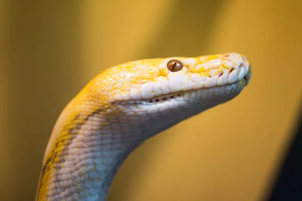 Reticulated python in een terrarium — Stockfoto