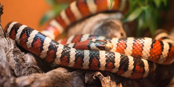 アリゾナ山キングヘビ属 — ストック写真