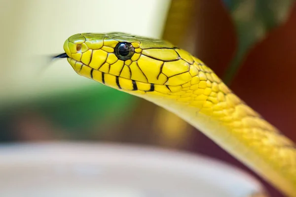 Grön mamba orm — Stockfoto