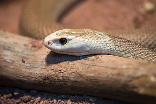 Taipan-Schlange — Stockfoto