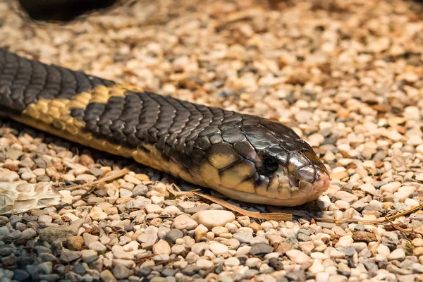 Cobra musclé — Photo