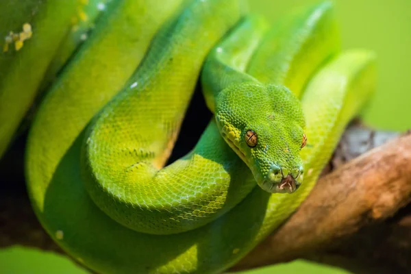 Grön trädpyton — Stockfoto