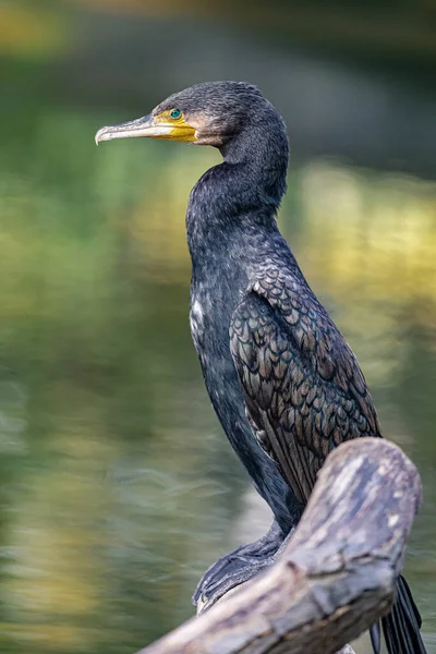 Cormoran Phalacrocorax Dans Zoo Schonbrunner Vienne — Photo