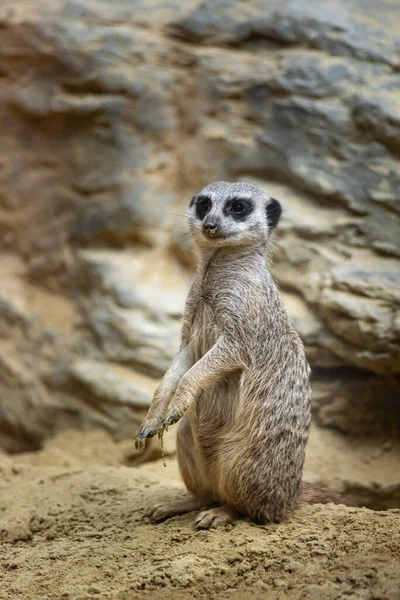 Das Erdmännchen Suricata Suricatta Ist Ein Kleines Raubtier Der Familie — Stockfoto