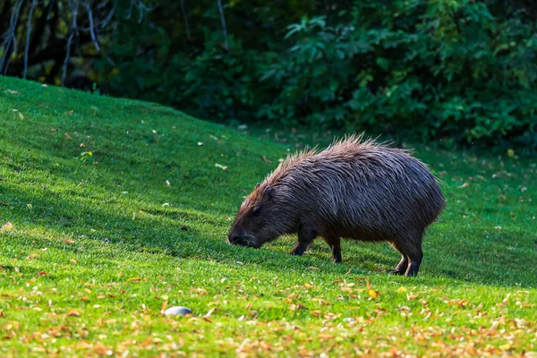 카피바라 Capybara Hydrochoerus Hydrochaeris 남아메리카에 서식하는 설치류이다 세계에서 설치류이다 — 스톡 사진