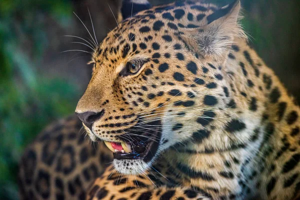 Panthera Pardus Uma Das Cinco Espécies Leopardo Gênero Panthera Pertencente — Fotografia de Stock