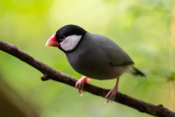 Java Sparrow Bench Small Passerine Bird Living Indonesia — Stock Photo, Image