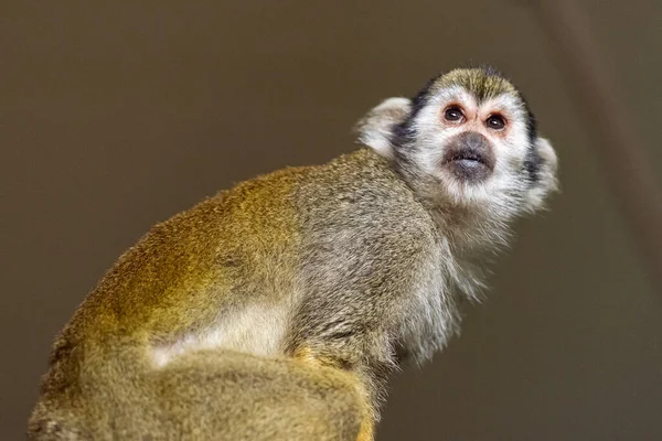 Monos Capuchinos Del Género Cebus —  Fotos de Stock