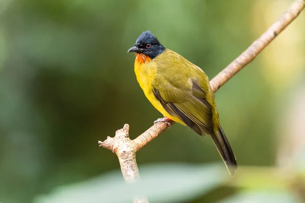 Yellow bird with black head