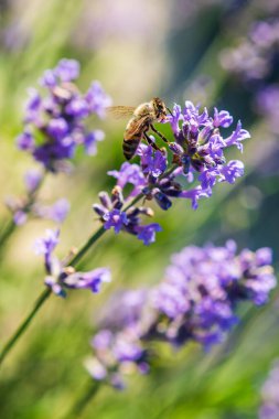 Piedmont 'taki Sale San Giovanni köyünde, Lavander' in çiçeğine arı konmuş. Çiçeklerin açması için Little Provence adında bir köy.