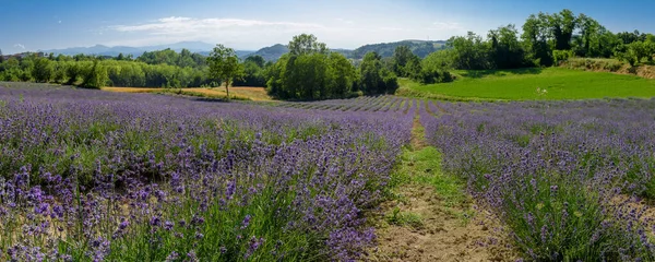 Campos Lavanda Venta San Giovanni Pueblo Piamonte Llamado Little Provence Imagen de stock