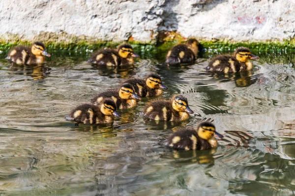 Group Little Duckling River — Stock Photo, Image