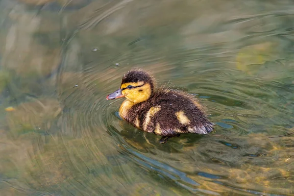 Duckling Little Duck River — Stock Photo, Image
