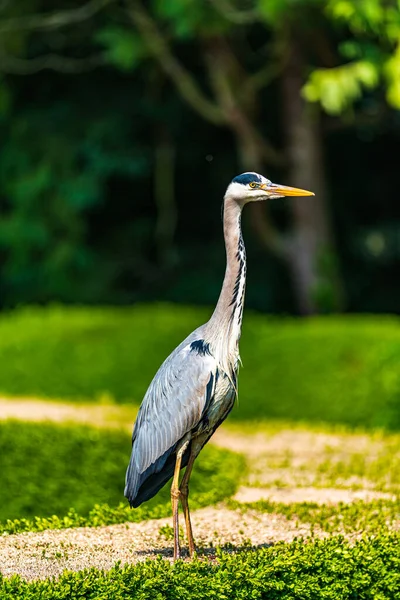 Héron Gris Ardea Cinerea Est Oiseau Prédateur Famille Des Ardeidae — Photo