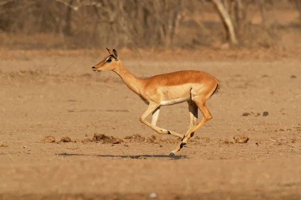 Impala - Aepyceros melampus medium-sized antelope found in eastern and southern Africa. The sole member of the genus Aepyceros, jumping and fast running mammal