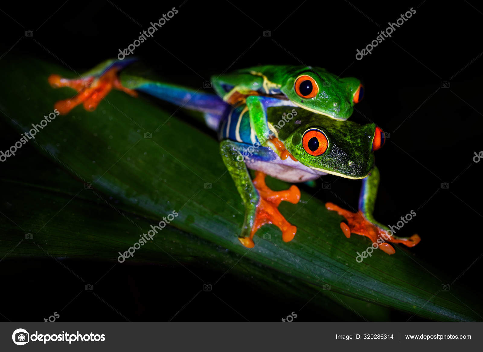 赤目カエル写真素材 ロイヤリティフリー赤目カエル画像 Depositphotos 赤目カエル写真素材 ロイヤリティフリー赤目カエル画像 Depositphotos