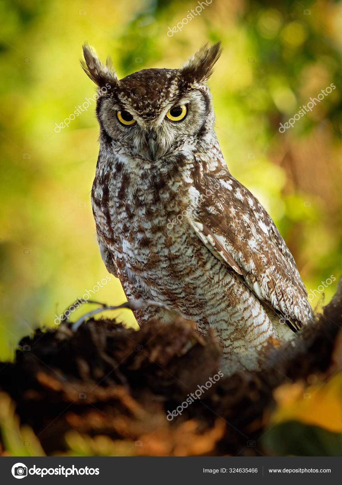 Spotted Eagle Owl Bubo Africanus Also Called African Spotted Eagle Owl And African Eagle Owl Is A Medium Sized Species Of Owl One Of The Smallest Of The Eagle Owls Stock Photo By C Phototrip
