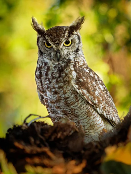 Spotted Eagle-Owl - Bubo africanus also called African spotted eagle-owl, and African eagle-owl, is a medium-sized species of owl, one of the smallest of the eagle owls