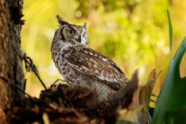 Spotted Eagle-Owl - Bubo africanus also called African spotted eagle-owl, and African eagle-owl, is a medium-sized species of owl, one of the smallest of the eagle owls
