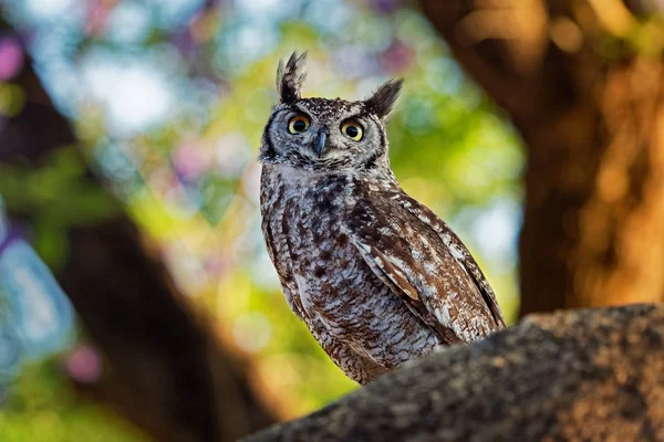 Spotted Eagle-Owl - Bubo africanus also called African spotted eagle-owl, and African eagle-owl, is a medium-sized species of owl, one of the smallest of the eagle owls