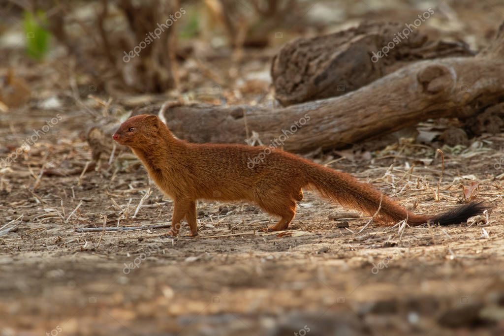 Mangosta esbelta Galerella sanguinea también conocida como la