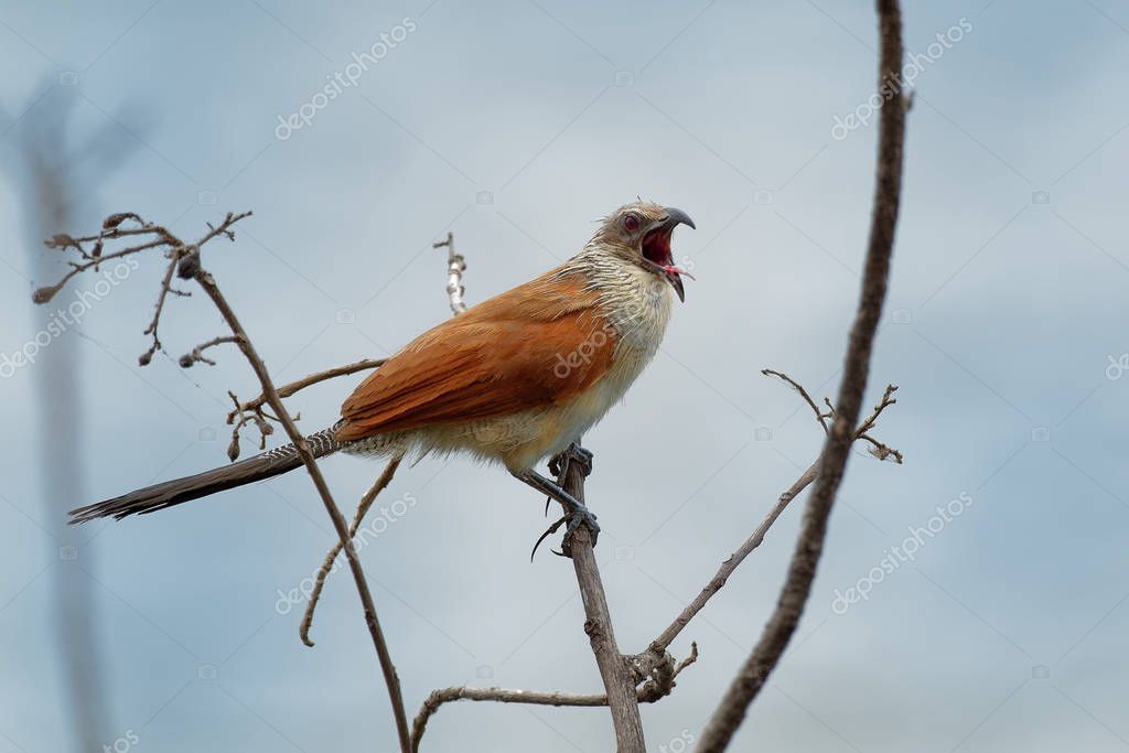 Coucal de ceja blanca Centropus superciliosus, una especie de cuco de