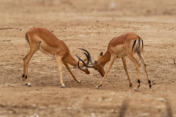 Duel of two Impala - Aepyceros melampus medium-sized antelope found in eastern and southern Africa. The sole member of the genus Aepyceros, jumping and fast running mammal