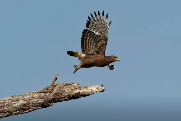 Western Banded Snake-Eagle - Circaetus cinerascens grey-brown African raptor with a short tail and a large head, sitting on the trunk and flying away in Zimbabawe in Africa