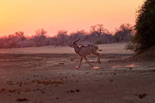 Greater Kudu - Tragelaphus strepsiceros woodland antelope found throughout eastern and southern Africa, running during african sunrise or sunset with the dust