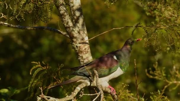 Új-zélandi galamb - Hemiphaga novaeseelandiae - kereru ül és táplálkozik a fán Új-Zélandon. Új-Zélandra jellemző nagy galambok zöld leveleket esznek a fáról..