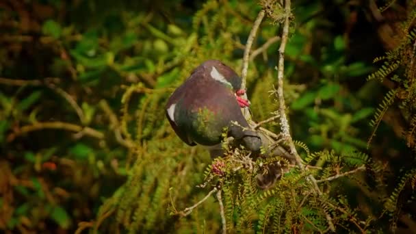 Új-zélandi galamb - Hemiphaga novaeseelandiae - kereru ül és táplálkozik a fán Új-Zélandon. Új-Zélandra jellemző nagy galambok zöld leveleket esznek a fáról..