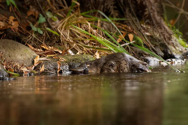 Platypus - Ornithorhynchus anatinus, duck-billed platypus, semiaquatic egg-laying mammal endemic to eastern Australia, including Tasmania.