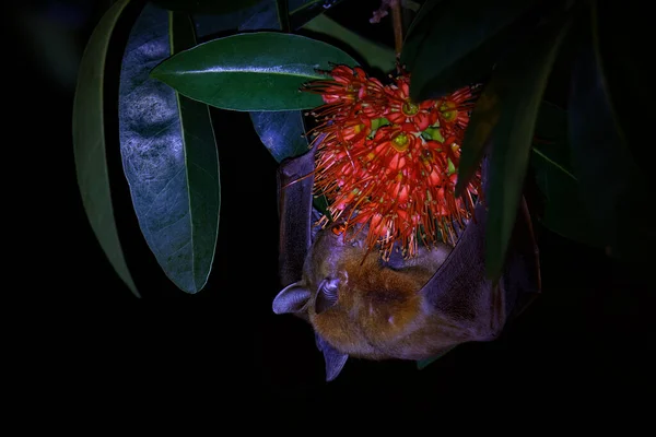 Lesser Short-nosed Fruit Bat - Cynopterus brachyotis  species of megabat within the family Pteropodidae, small bat during night that lives in South and Southeast Asia and Indonesia (Borneo).