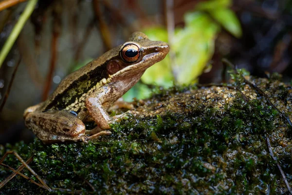 Common Southeast Asian Tree Frog - Polypedates leucomystax, species in the shrub frog family Rhacophoridae, also known as four-lined tree frog, golden tree frog or striped tree frog.