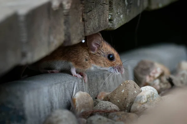 Wood mouse - Apodemus sylvaticus is murid rodent native to Europe and northwestern Africa,  common names are long-tailed field mouse, common field mouse and European wood mouse.