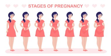 Kadınların hamilelik aşamaları ve fetüs gelişimi beyaz ve vektör üzerinde izole.