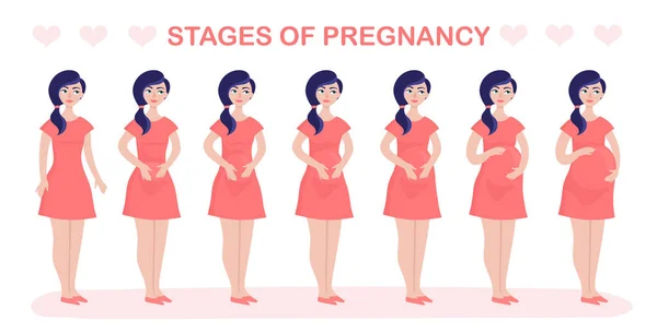 Vrouwen zwangerschap stadia en foetus ontwikkeling geïsoleerd op wit, vector — Stockvector