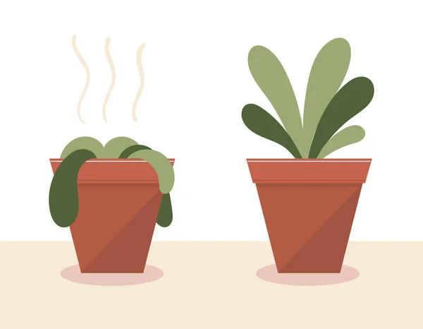 Une plante flétrie dans un pot. La plante a pris vie. Avant et après l'arrosage et les soins. Le résultat de l'engrais. Illustration de stock de vecteur plat — Image vectorielle